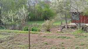 Одуванчиковое утро 13.05.2025г.