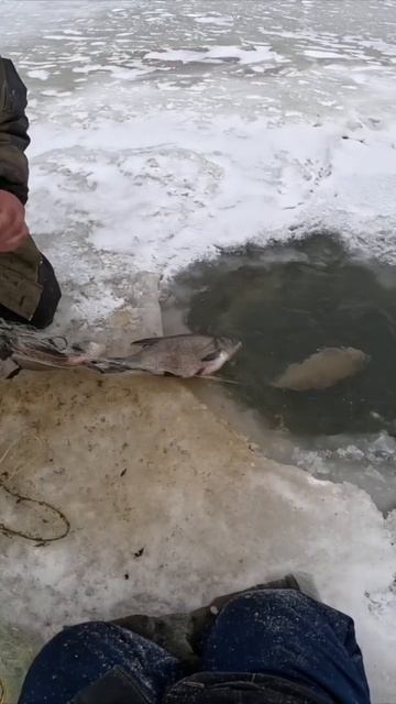 ОГРОМНАЯ ЩУКА ПОПАЛАСЬ В СЕТЬ И КУЧА БОЛЬШИХ ЛЕШЕЙ #ры смотреть онлайн