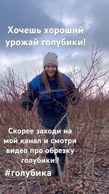Обрезка голубики! Для хорошего урожая должна быть кач? смотреть онлайн