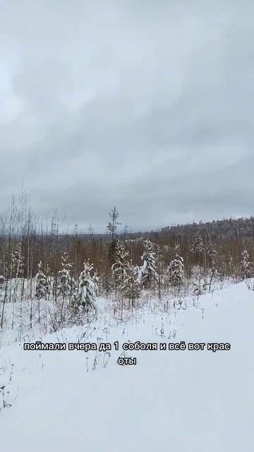 Жизнь в Тайге смотреть онлайн