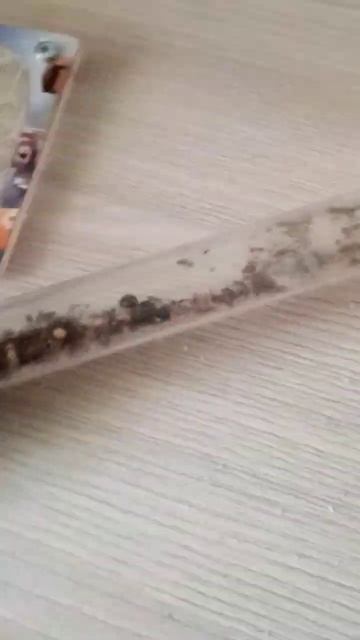 Ура! У меня есть муравьи! #смешно #мем #красиво #муравьи! смотреть онлайн