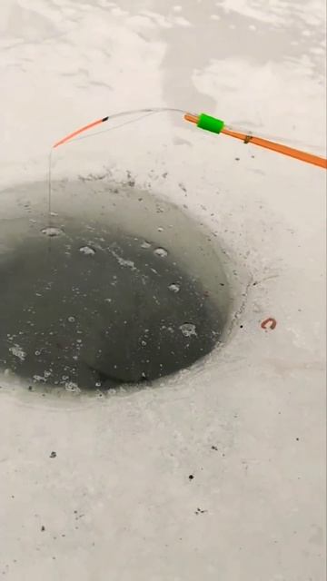 Сегодня должно быть клёво #рыбалка #зима #зимняярыбалк смотреть онлайн