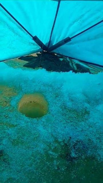 Рыбалка тавричанка. Рыба навага. Камбала. Клёво. Хорош? смотреть онлайн