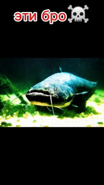 #карась#плотва#щука#окунь#сом#тунец#карп#рыбалка смотреть онлайн