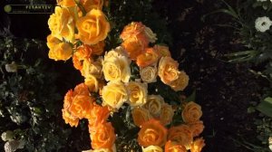 Цветение розы Мандарин! Частный питомник Тимофей.