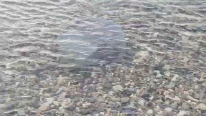 26 декабря в Архипо-Осиповке / Погода меняется