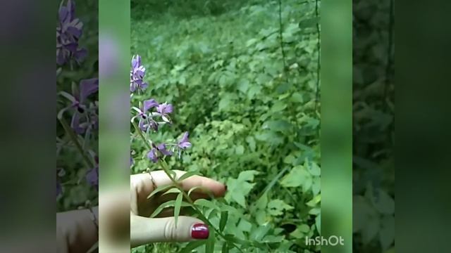 Иван-чай в #Людиново июль 2021 смотреть онлайн