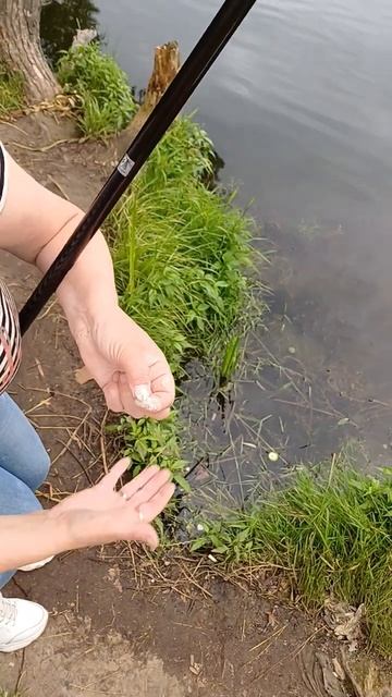 Секрет от рыбаков, манка хорошая приманка🎣👍 смотреть онлайн