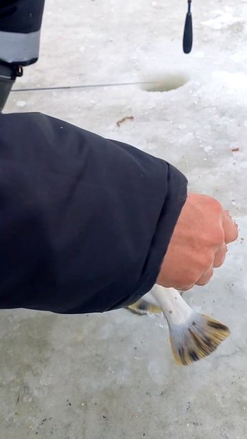 27 января 2025 год Тавричанка смотреть онлайн