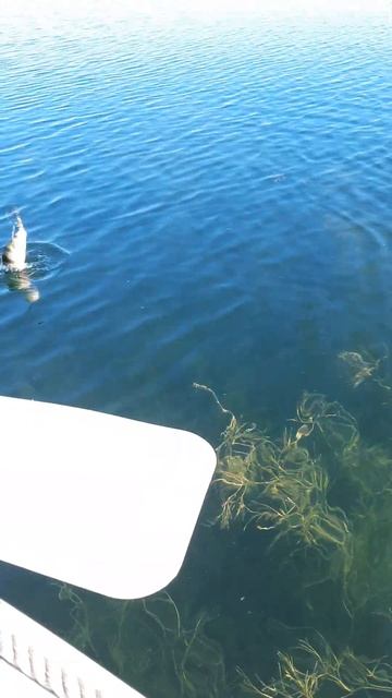 КРУПНЫЙ ОКУНЬ НА УЛЬТРАЛАИТ С ЛОДКИ  #shorts смотреть онлайн