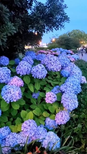 BLUE HYDRANGEAS #гортензия #macrophylla #шортс #гортензія #гортензи? смотреть онлайн
