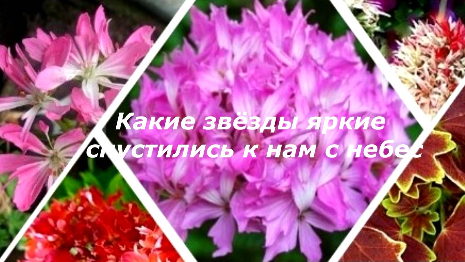 Как зажигаются яркие звёзды. Ох уж эта звёздная любовь ч. 1