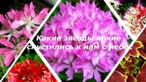 Как зажигаются яркие звёзды. Ох уж эта звёздная любовь ч. 1