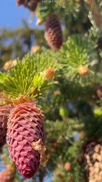 Молодые шишки #shorts #земнойирий #природа #красивоевидео смотреть онлайн