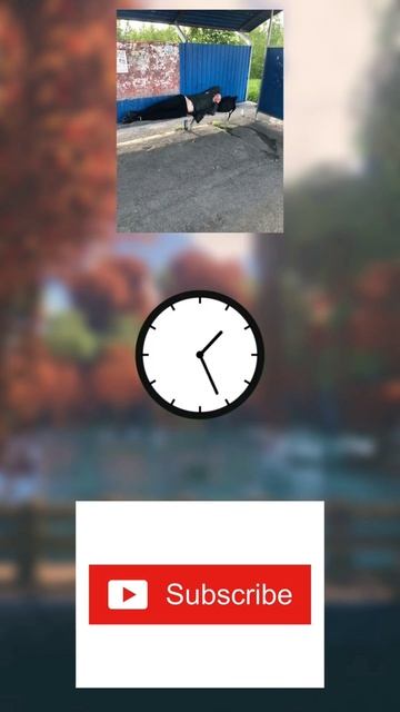 плслслслммш #приколы #выбор #майнкрафт #дом #shorts смотреть онлайн