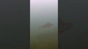 Подводный мир озера Хубсугул в Монголии. Рыбалка в Мон