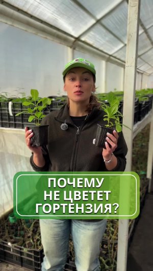 Почему не цветет гортензия? 🌱