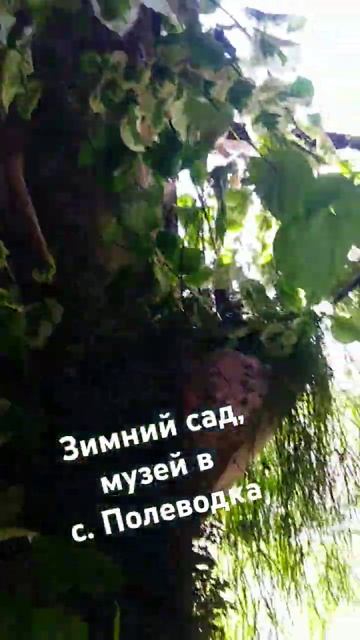 Музей в с.Полеводка, Алтайский край 01.08.2024 #природа #алт смотреть онлайн