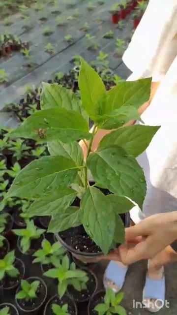 Метельчатая гортензия,которая черенковалась 2-х санти смотреть онлайн