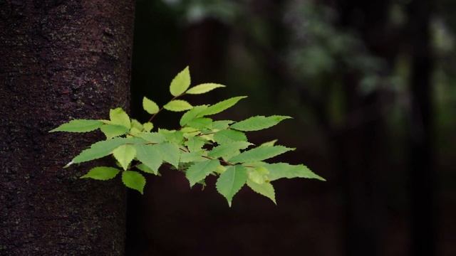Зрительные впечатления и память. "Способы развития па? смотреть онлайн