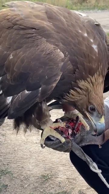🇰🇿Бүркіт өз азығын ұстап жеуде. Орёл ловит и ест сво? смотреть онлайн