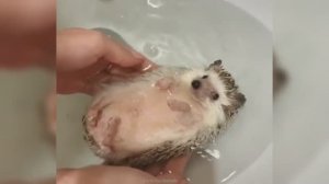 Смешные видео С ЖИВОТНЫМИ 😊 Самые смешные КОШКИ😺 и СОБАКИ🐶