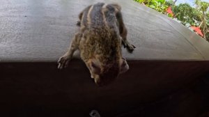 Шри Ланка Лучший отель Все Включено Хикадува Hikka Tranz о