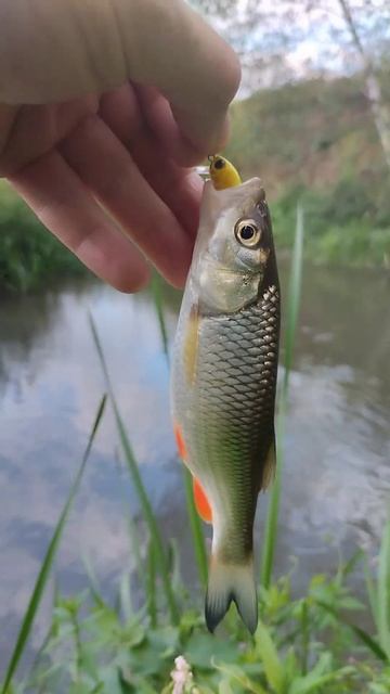 микроречка,микроприманки,мормышинговой комплект #fishin