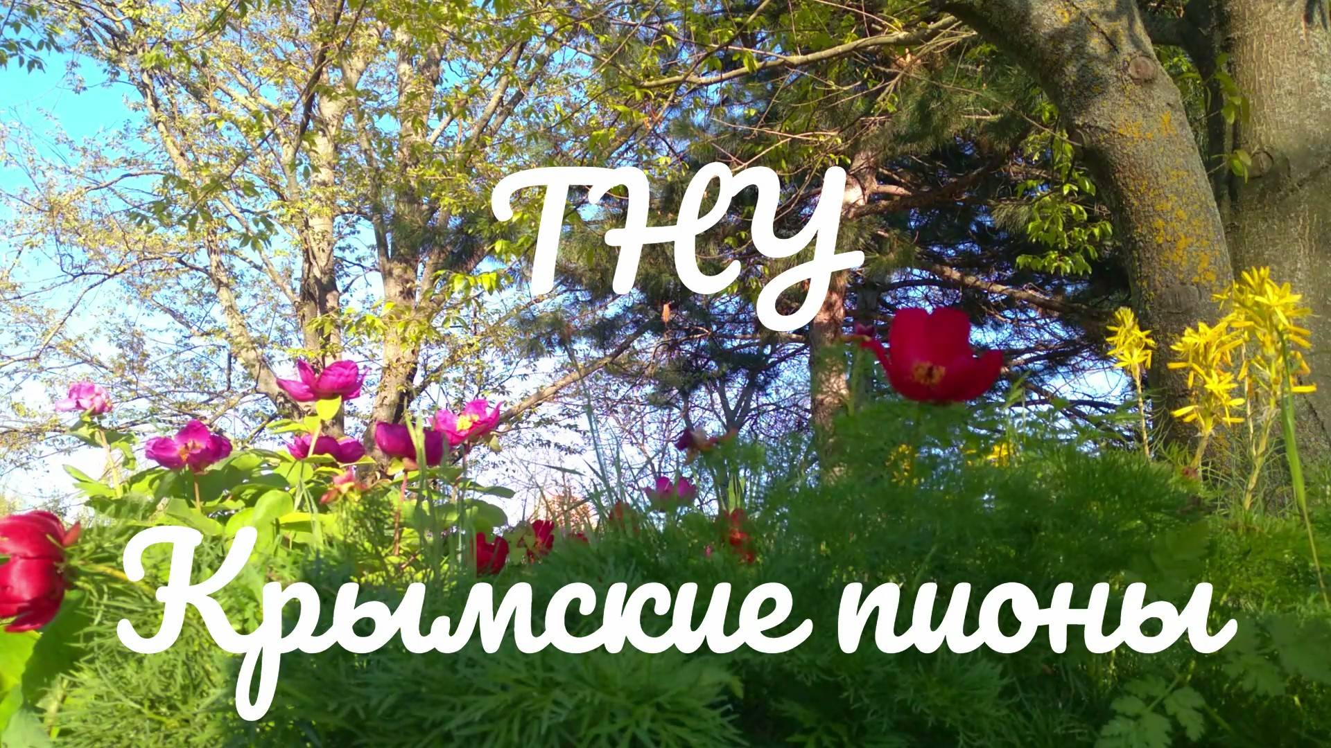 ТНУ Крымские пионы