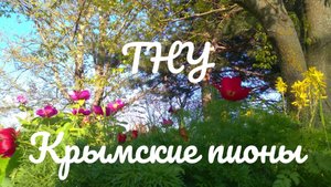 ТНУ Крымские пионы