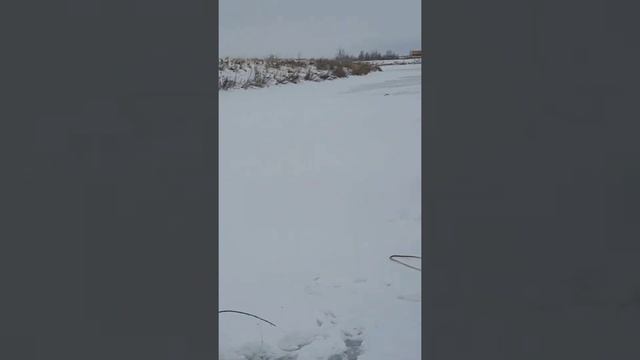 24 декабря #ловля #живца # карасик# чебак. смотреть онлайн