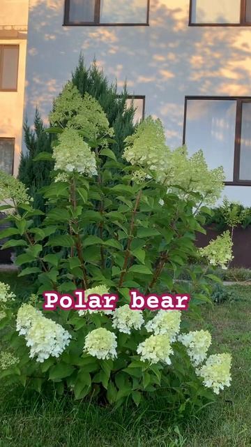 #polrabear#graffiti #limelight #гортензия #шортс #гортензія #flower #hortens смотреть онлайн