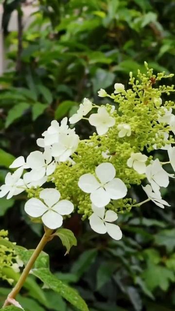 ГОРТЕНЗИЯ ДУБОЛИСТНАЯ #hydrangea #quercifolia#hortensia #гортензія #г смотреть онлайн