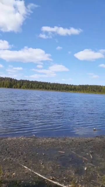 кумьяры #марийэл #лесноеозеро смотреть онлайн