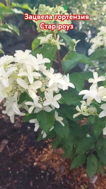 Стар Роуз. Гортензия #гортензииметельчатые смотреть онлайн