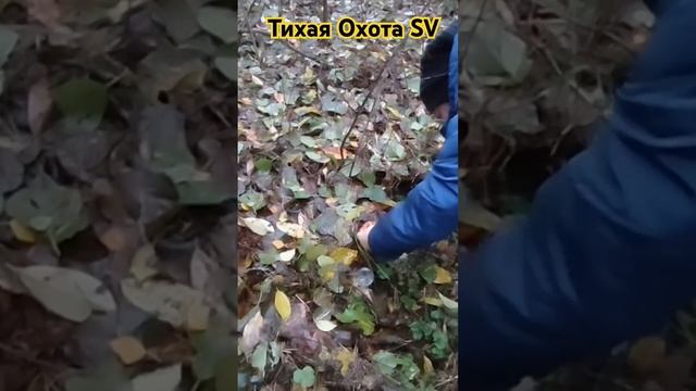 Грибы Говорушки после Снега и Морозов. 24.11.2024. #4k #video #хо смотреть онлайн