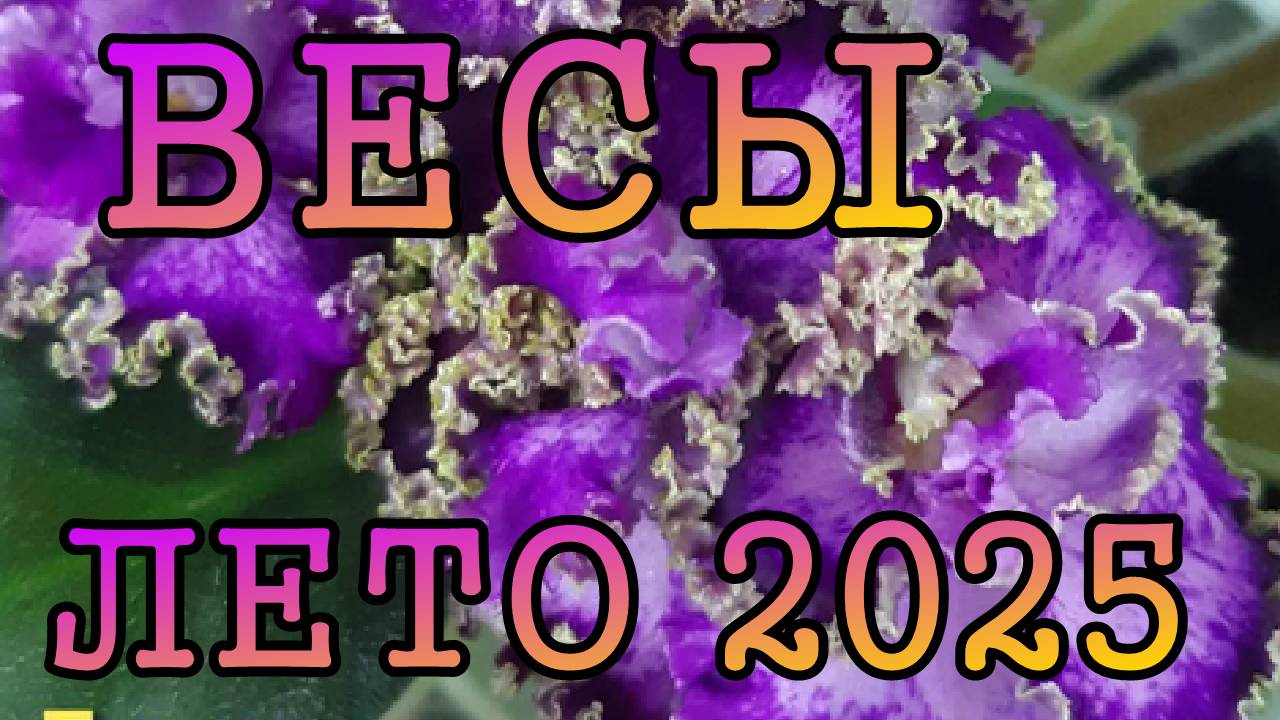 ВЕСЫ таро прогноз на ЛЕТО 2025 года (июнь, июль, август).