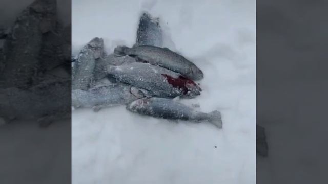 Рыбалка в Минино смотреть онлайн