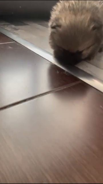 Шпиц смотреть онлайн