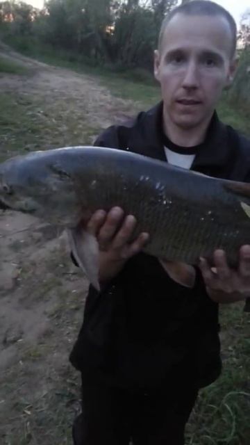 жерех 5.400 река Вятка смотреть онлайн