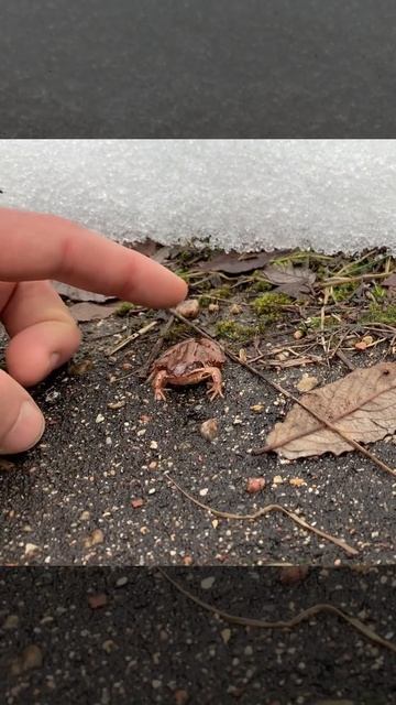 Царевна - Лягушка Зимняя. Год - Дракона по Смоленски. смотреть онлайн
