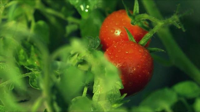 УДОБРЕНИЕ ДЛЯ РАССАДЫ С КУХНИ