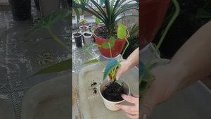 💥ПОСАДКА АНТУРИУМА в правильный грунт|коротко о глав