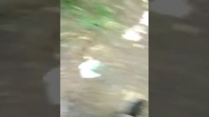 летом в лесу очень хорошо можно под берёзой найти гавн