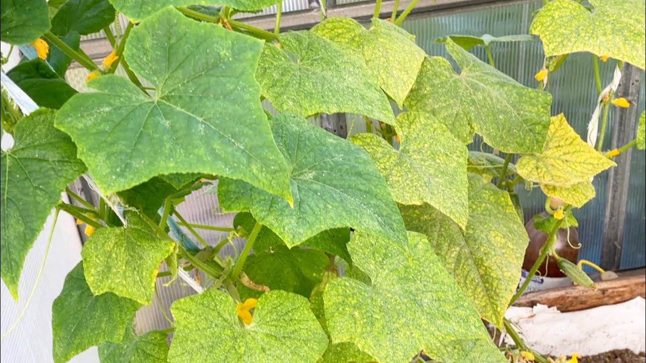 🥀🥒 ЕСЛИ ЛИСТЬЯ ОГУРЦОВ ЖЕЛТЕЮТ И ВЯНУТ, СРОЧНО СДЕЛАЙТЕ ЭТО 🥒🥀