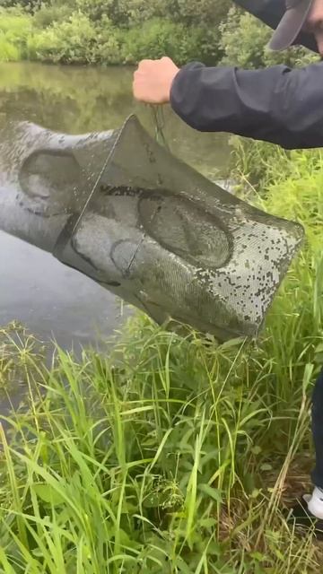 Ловля РОТАНА живца на ВЕРШИ и РАКОЛОВКИ🔥 #рыбалка смотреть онлайн