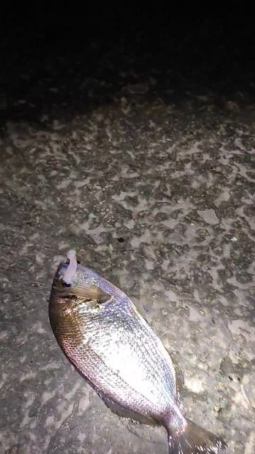 Вот эта раздача, такое у меня впервые😳. Морская рыбал?