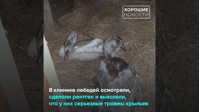 Спасенные в Тверской области лебедята выросли в прекр смотреть онлайн