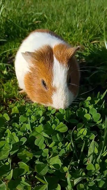 как Хрюша ест клевер. смотреть онлайн