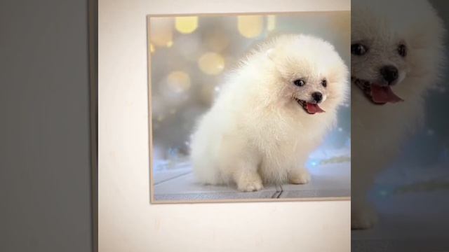 Шпиц Феодосии смотреть онлайн